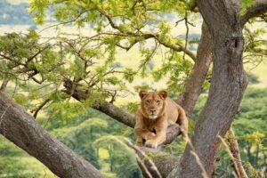 Guide to Queen Elizabeth National Park