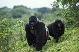 Guide to Virunga National Park