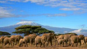 Guide to Amboseli National Park