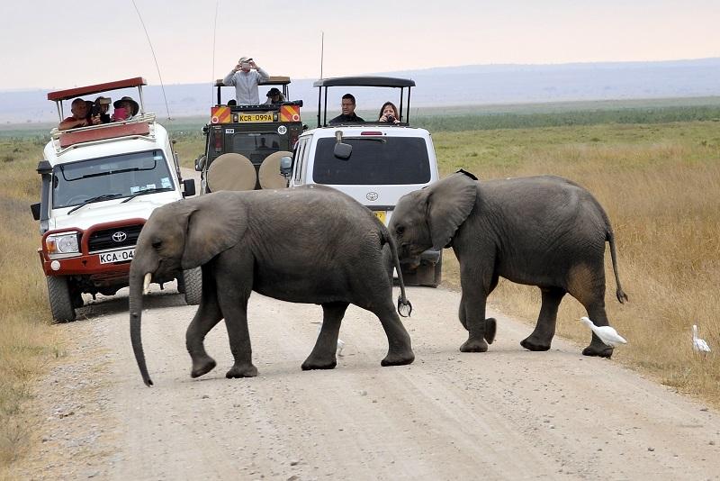 Guide to Amboseli National Park