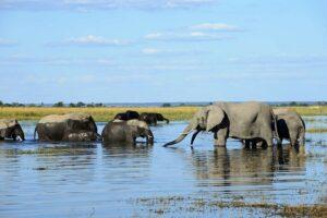 Guide to Chobe National Park