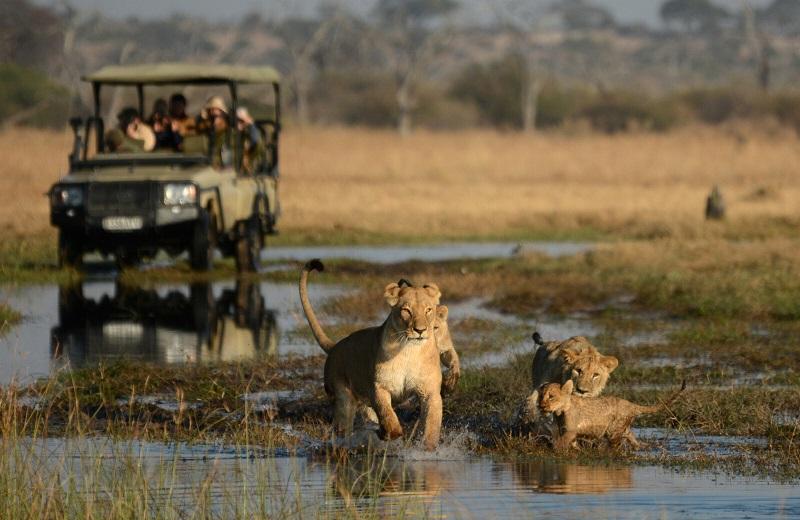 Guide to Chobe National Park