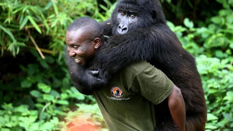 Guide to Virunga National Park