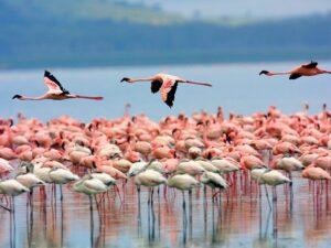 Guide to Lake Nakuru National Park