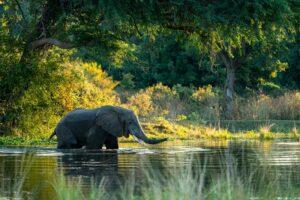 Guide to Lower Zambezi National Park