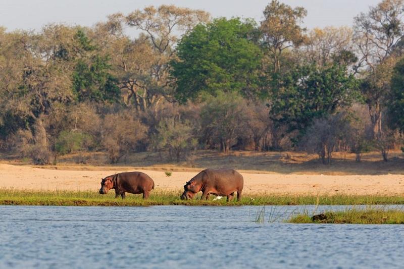 Guide to Lower Zambezi National Park