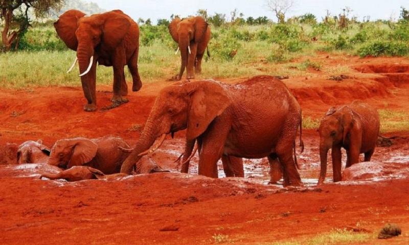 Guide to Tsavo East National Park