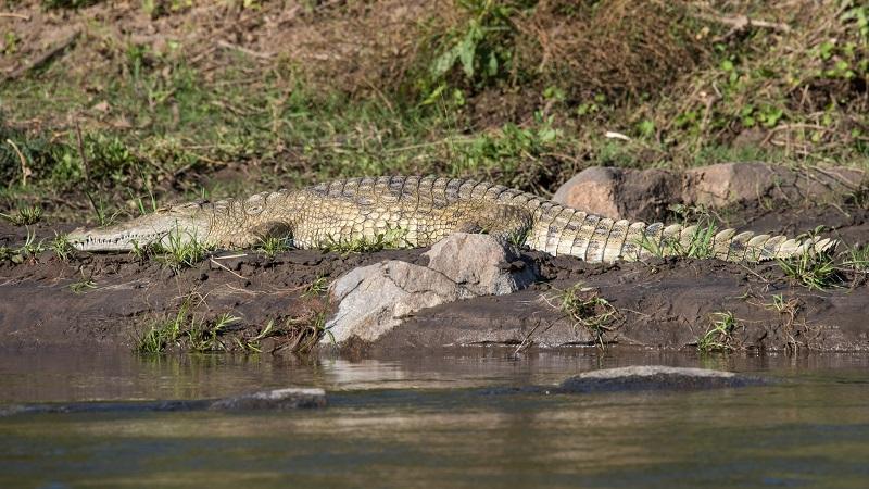 Guide to Liwonde National Park