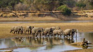 Guide to North Luangwa National Park