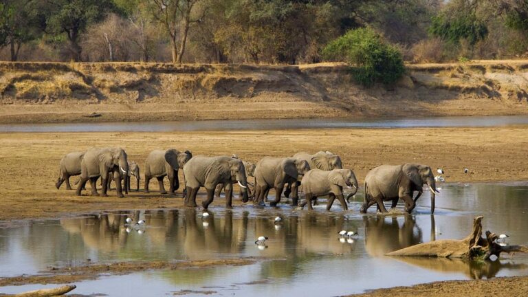 Guide to North Luangwa National Park