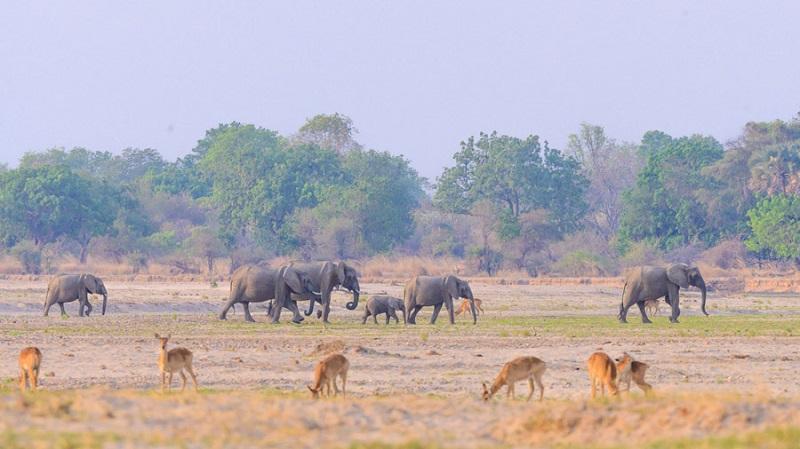 Guide to North Luangwa National Park