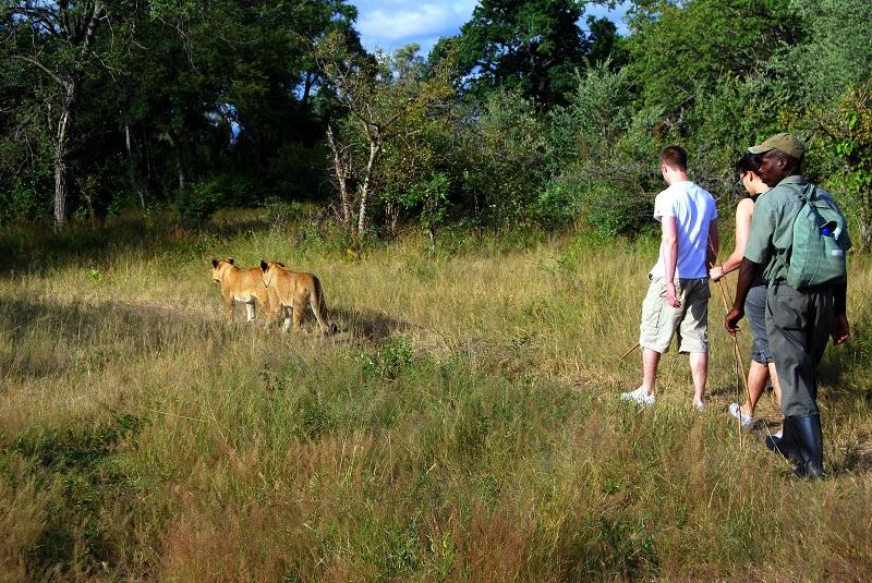 Guide to North Luangwa National Park