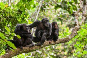 Guide to Mahale Mountains National Park