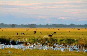 Guide to Mweru Wantipa National Park