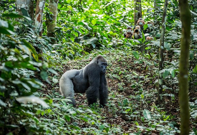 Guide to Odzala-Kokoua National Park