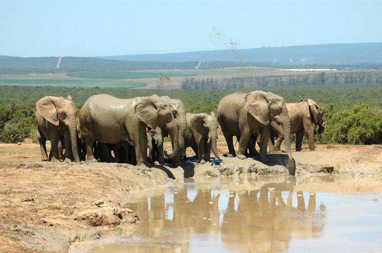 Guide to Addo Elephant National Park