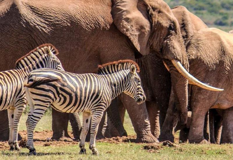 Guide to Addo Elephant National Park