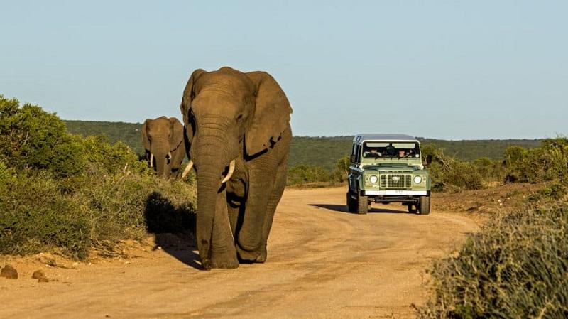 Guide to Addo Elephant National Park