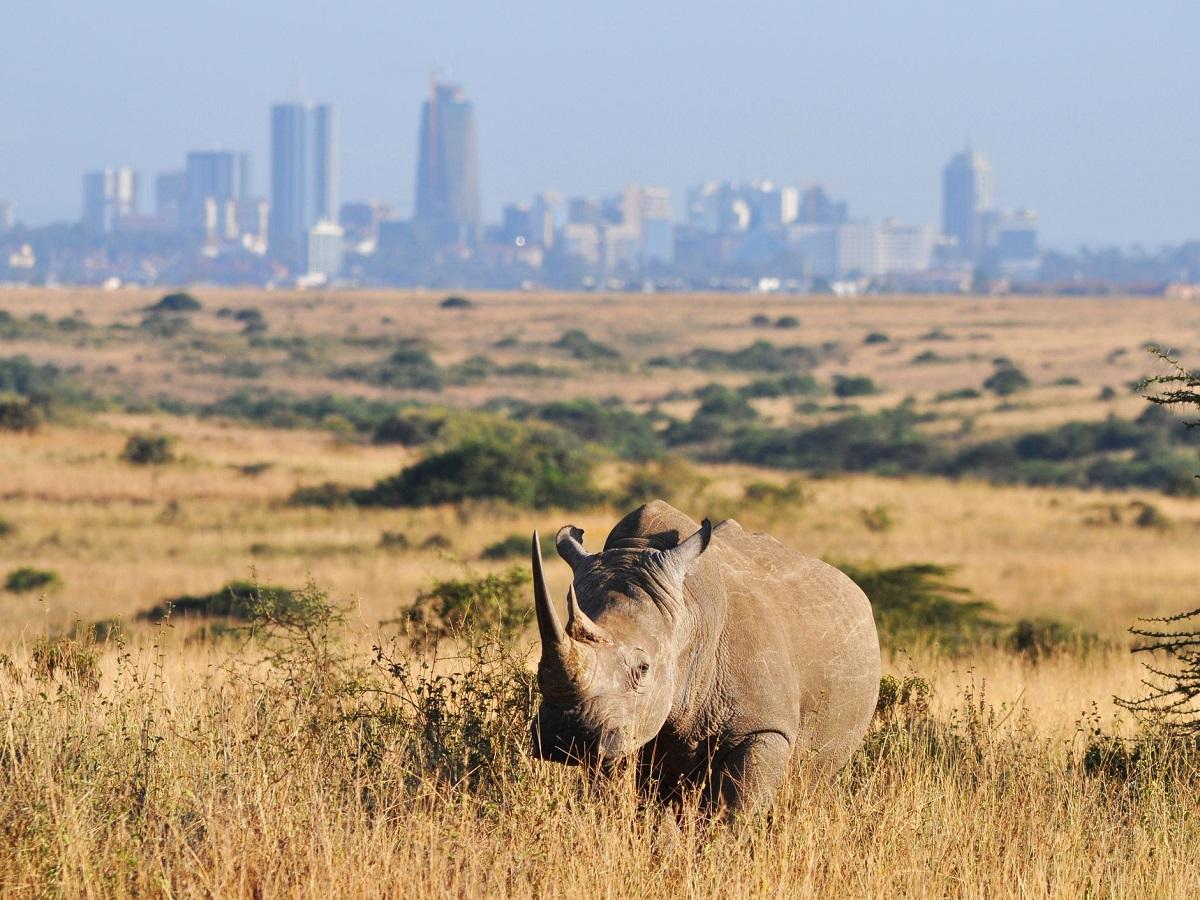 Guide to Nairobi National Park