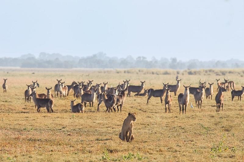 Guide to Gorongosa National Park