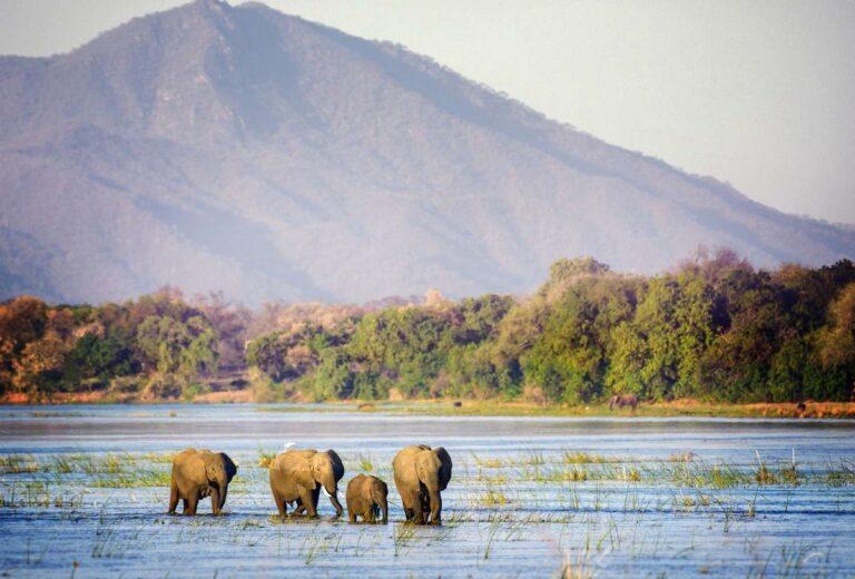 Guide to Mana Pools National Park