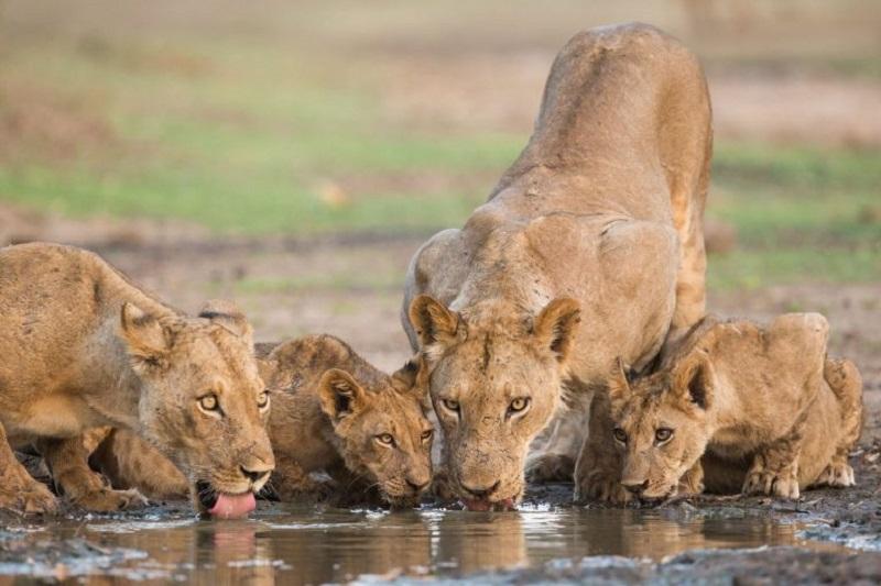 Guide to Mana Pools National Park