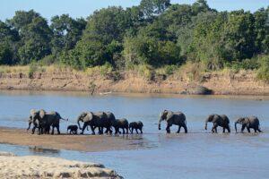 Guide to South Luangwa National Park