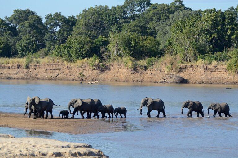 Guide to South Luangwa National Park