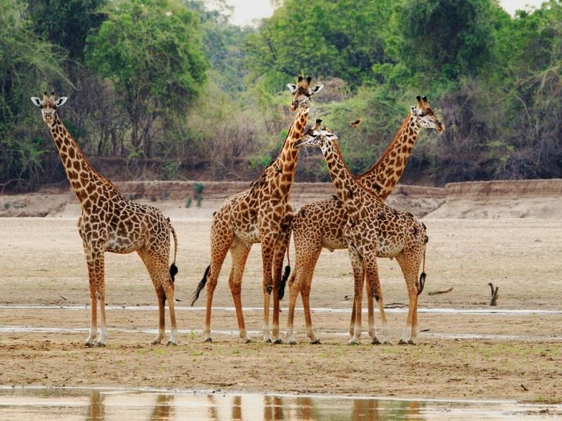 Guide to South Luangwa National Park