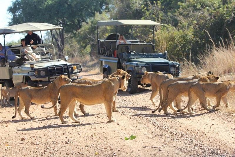 Guide to South Luangwa National Park