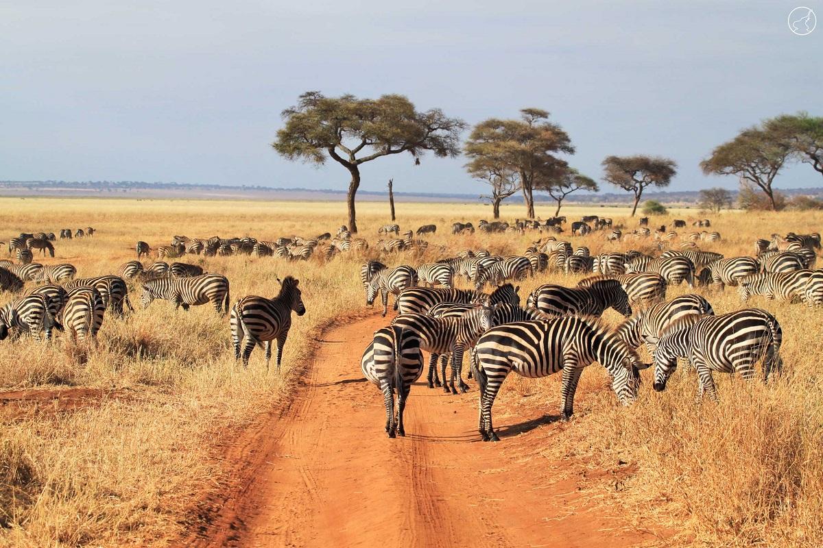 Guide to Tarangire National Park