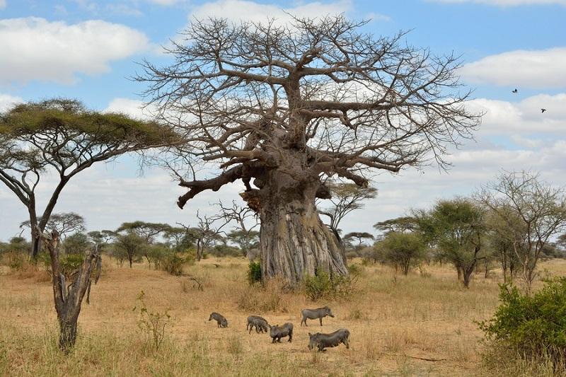 Guide to Tarangire National Park