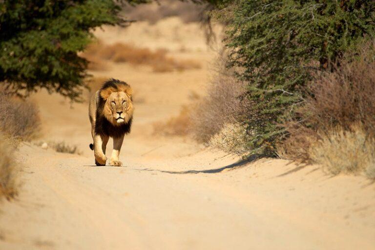 Guide to Kgalagadi National Park