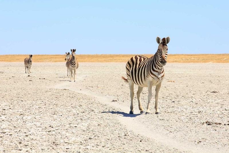 Guide to Kgalagadi National Park