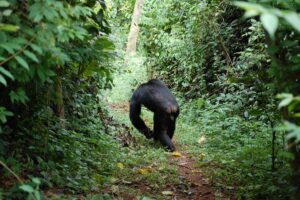 Guide to Gombe Stream National Park