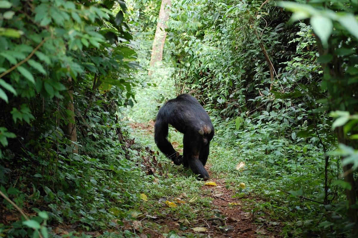 Guide to Gombe Stream National Park