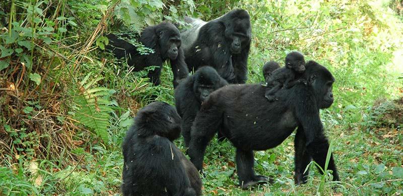 Guide to Gombe Stream National Park