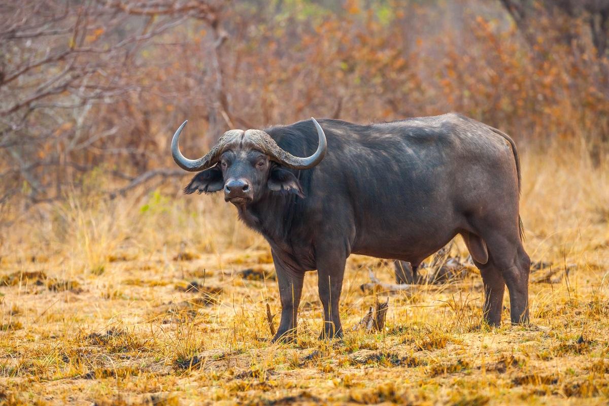 Guide to Bwabwata National Park, Namibia