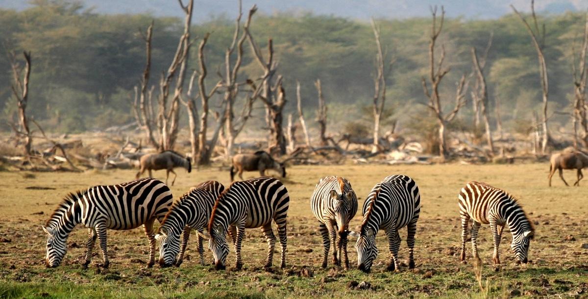 Guide to Lake Manyara National Park