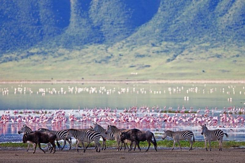 Guide to Lake Manyara National Park