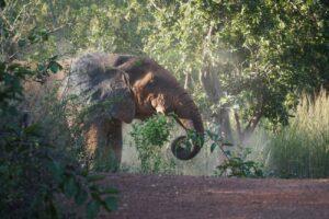 Guide to Kakum National Park