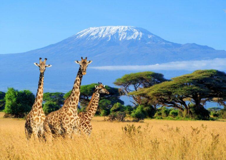 Guide to Kilimanjaro National Park