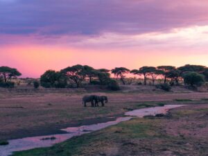 Guide to Ruaha National Park