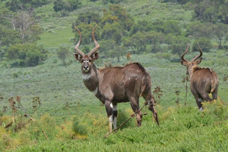 Guide to Bale Mountains National Park