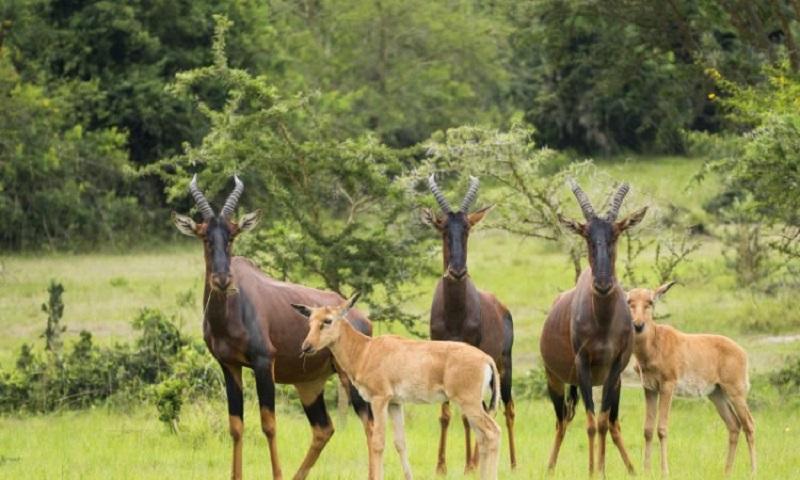 Guide to Lake Mburo National Park