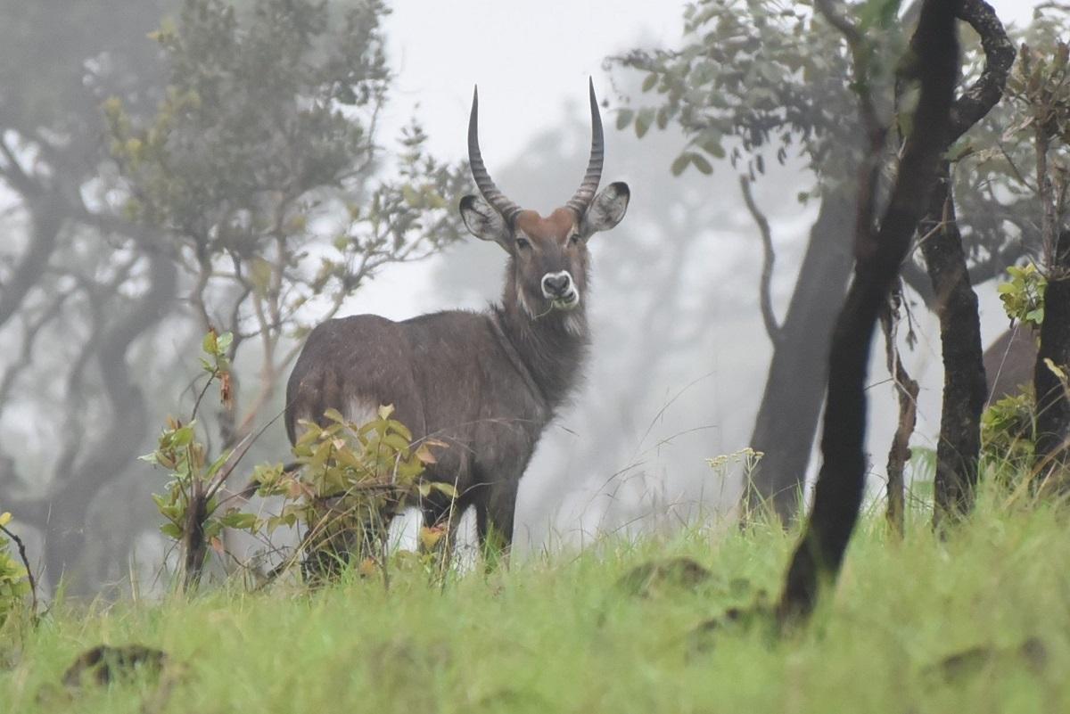 Guide to Ruvubu National Park