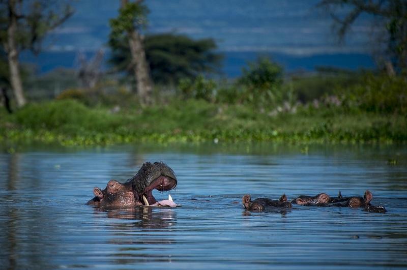 Guide to Ruvubu National Park