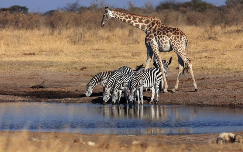 Guide to South Gonarezhou National Park