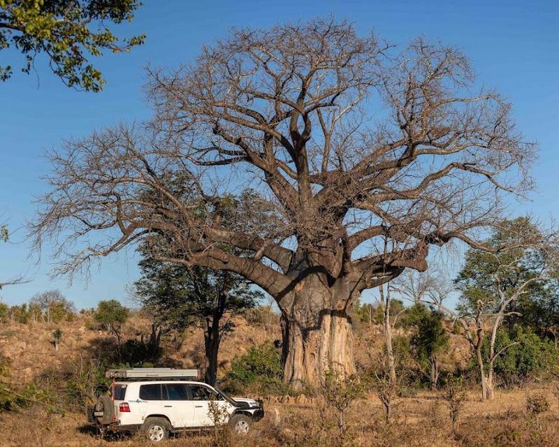 Guide to South Gonarezhou National Park