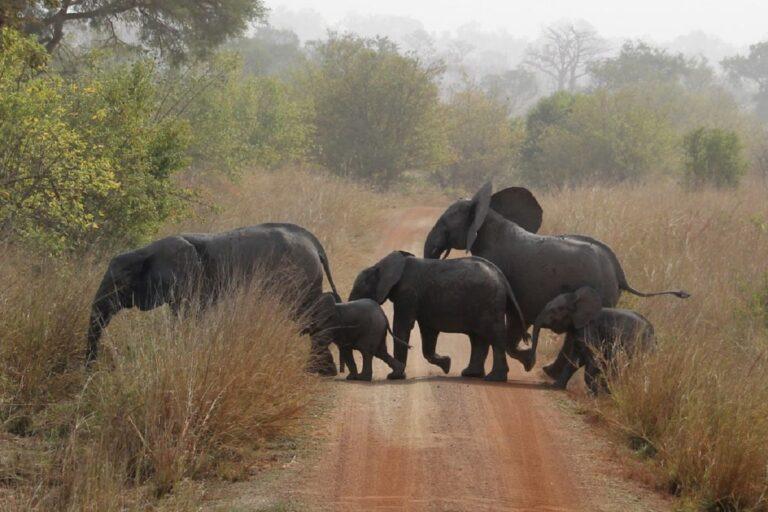 Guide to Pendjari National Park